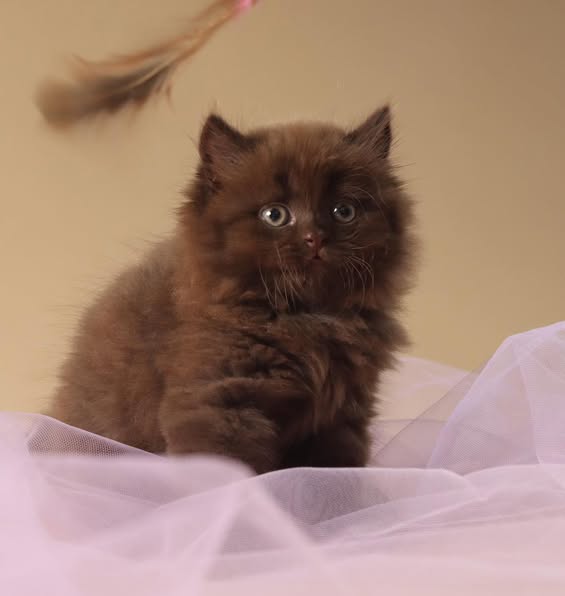 British Longhair