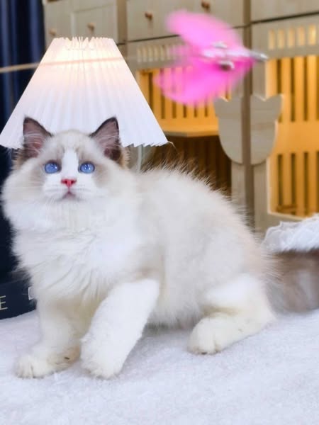 Ragdoll