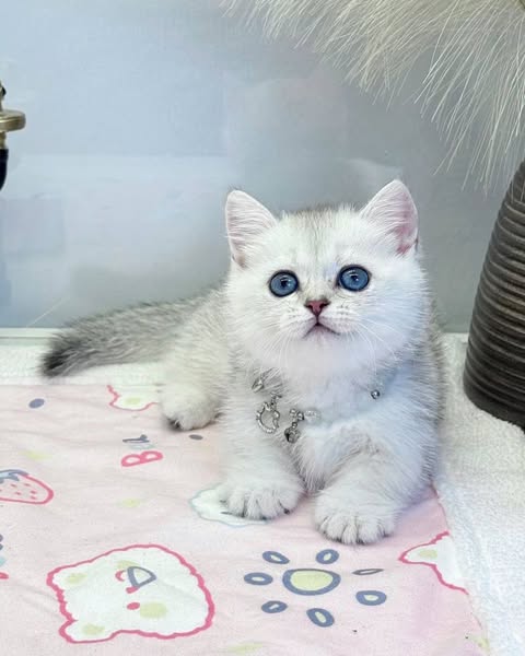 Munchkin