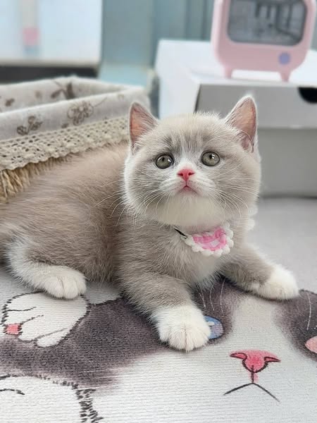 British Shorthair