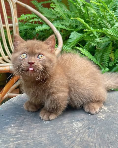 Munchkin