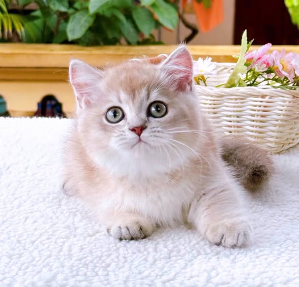 Munchkin