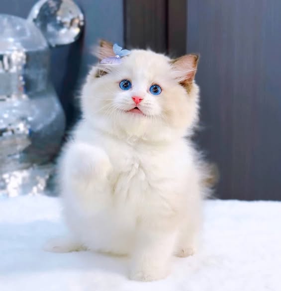 Ragdoll