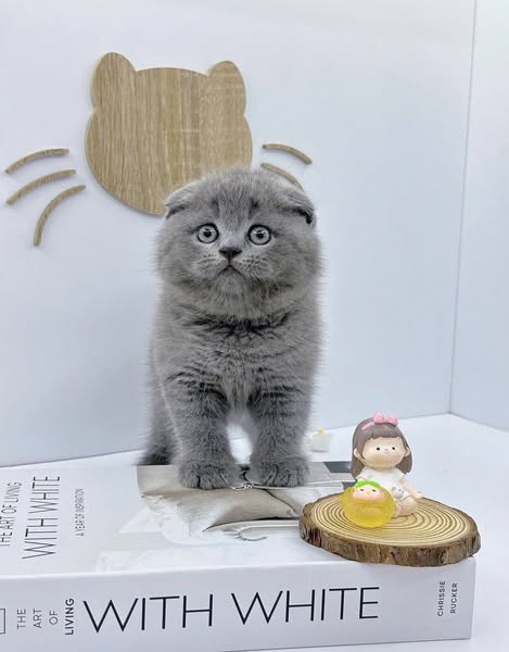 Scottish Fold