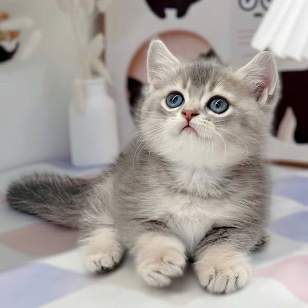 Munchkin