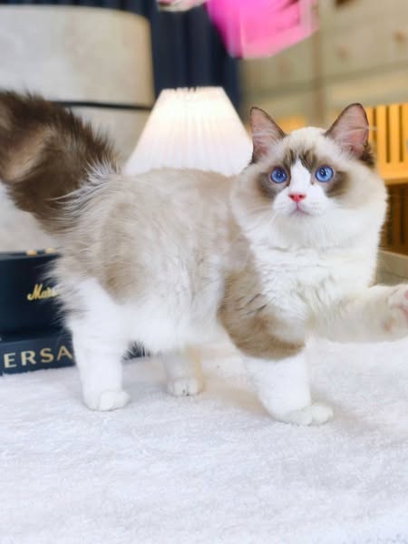 Ragdoll