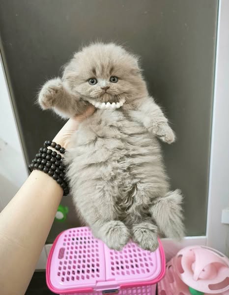 Scottish Fold Longhair