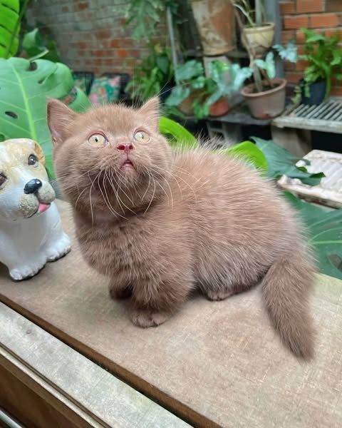 Munchkin