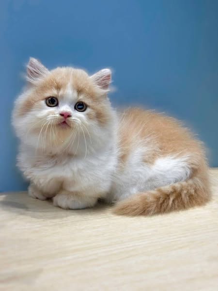 Munchkin Longhair