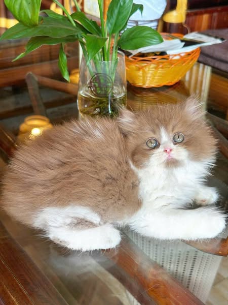 British Longhair