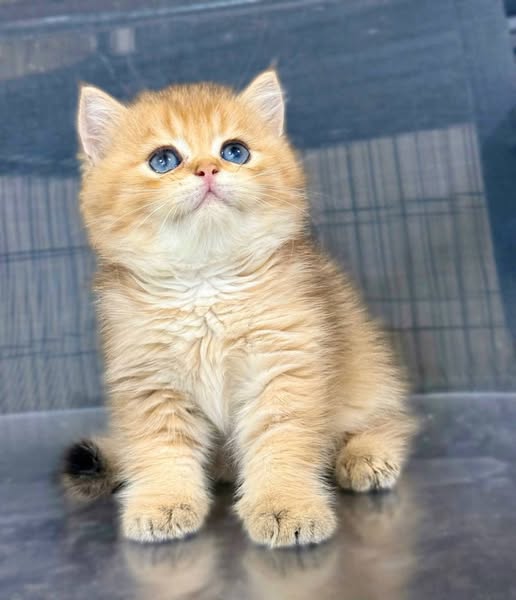British Shorthair