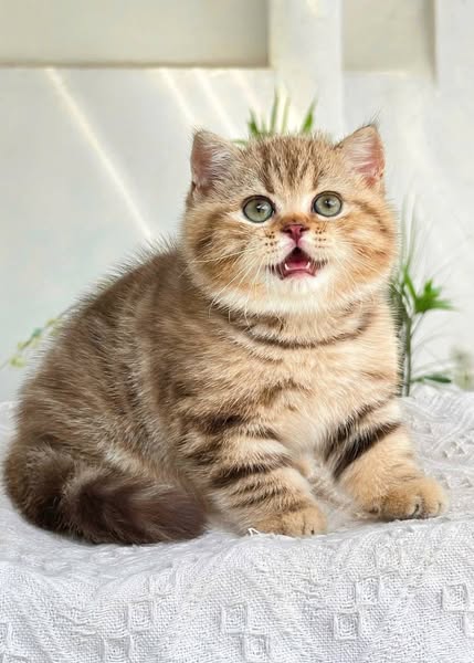 British Shorthair