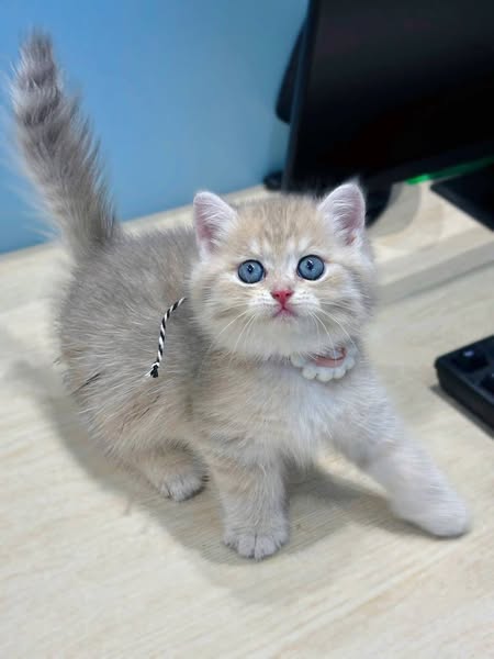 British Shorthair