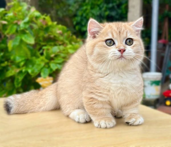 Munchkin