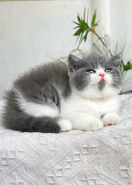 British Shorthair