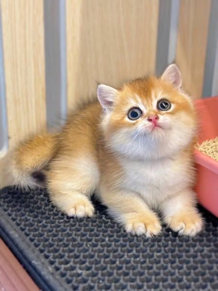 British Shorthair