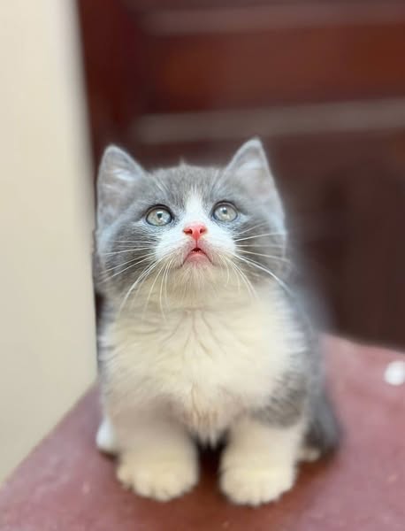 Munchkin