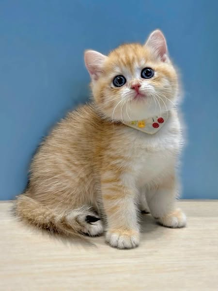 British Shorthair
