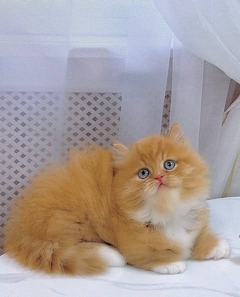 Munchkin Longhair