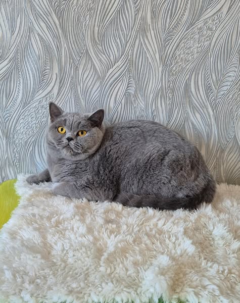 British Shorthair