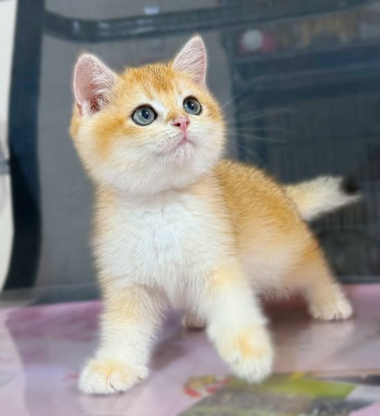 British Shorthair