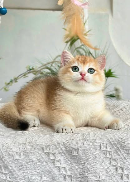 British Shorthair