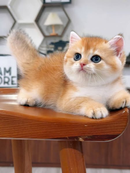 British Shorthair