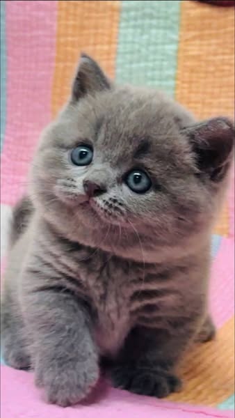 Munchkin
