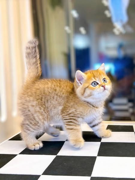 British Shorthair