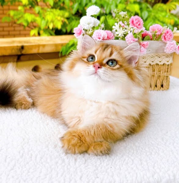 British Longhair