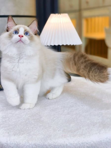 Ragdoll