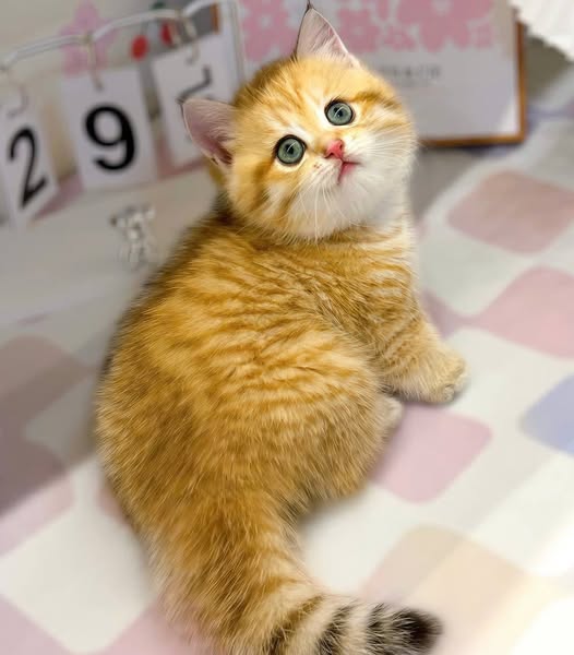 British Shorthair