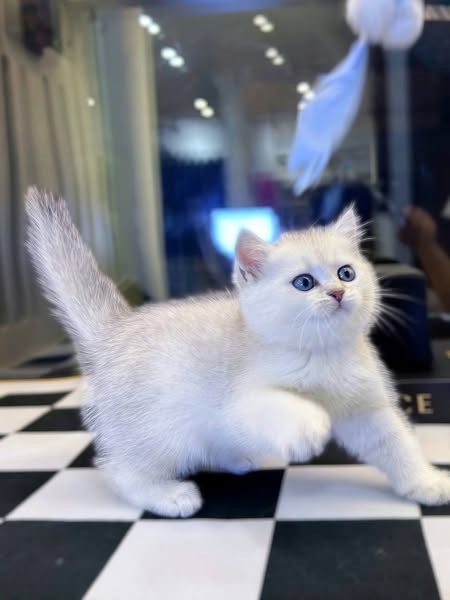 British Shorthair