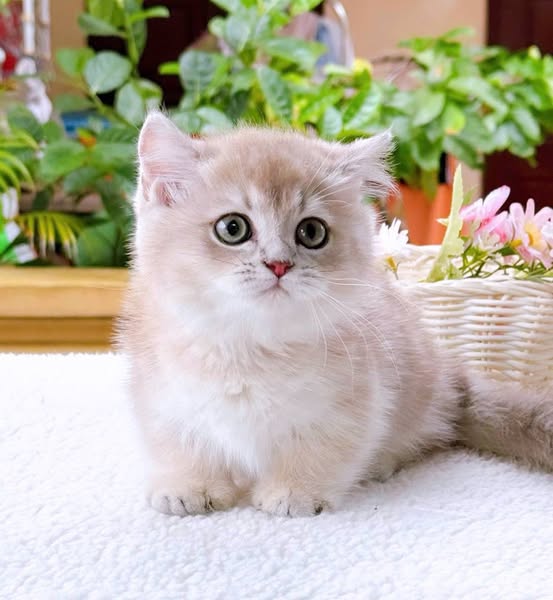 Munchkin