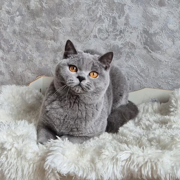 British Shorthair