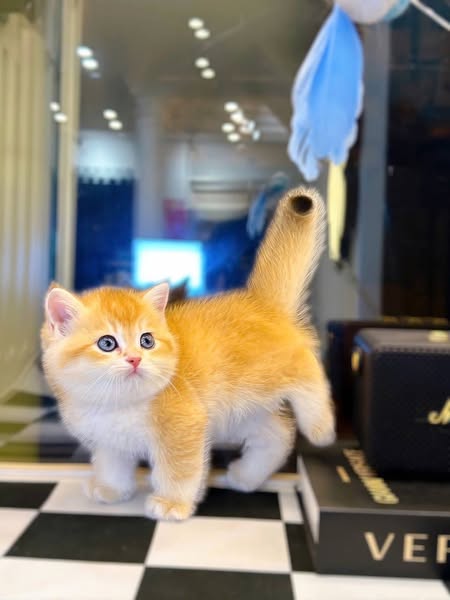 British Shorthair