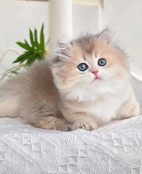 Munchkin Longhair