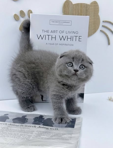 Scottish Fold