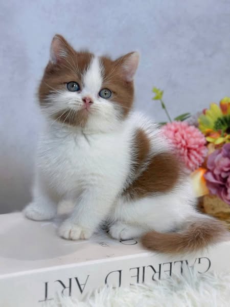 British Shorthair