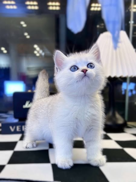 British Shorthair