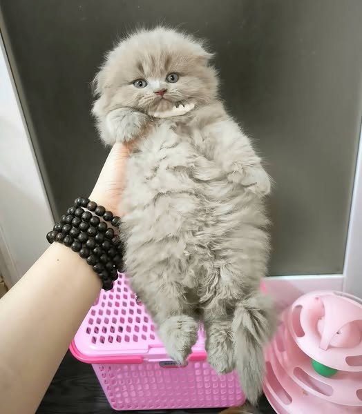 Scottish Fold Longhair