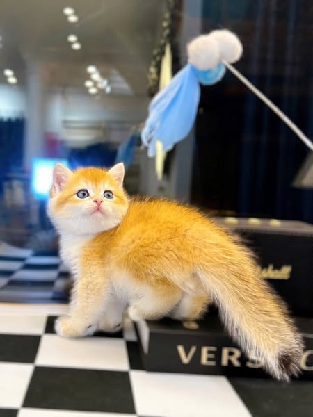 British Shorthair