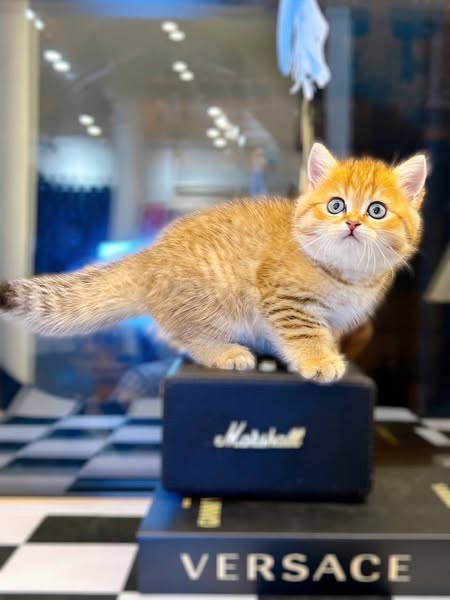 British Shorthair