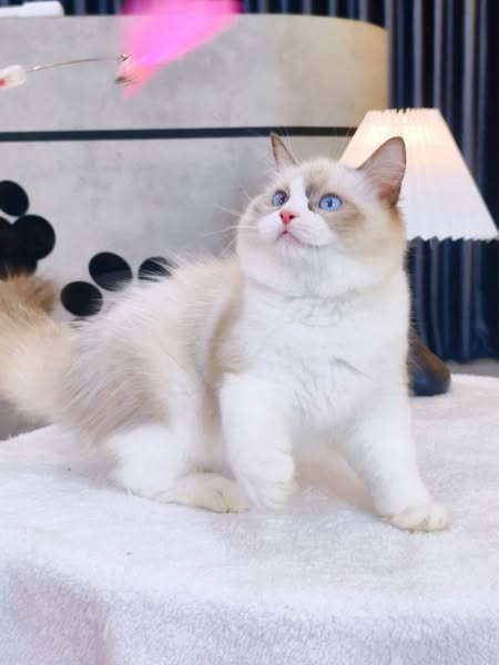 Ragdoll