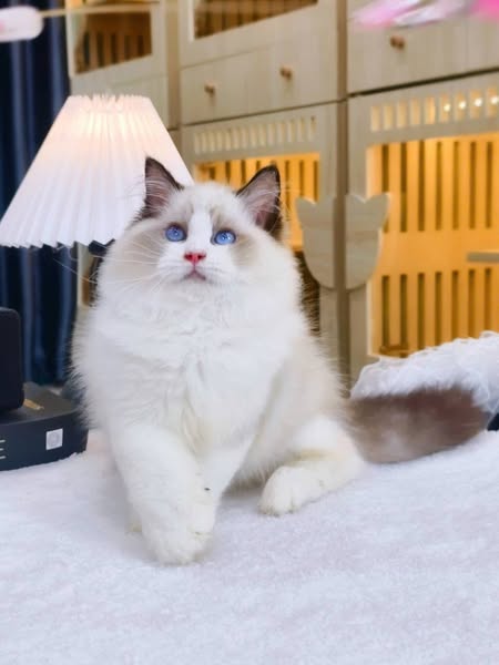 Ragdoll