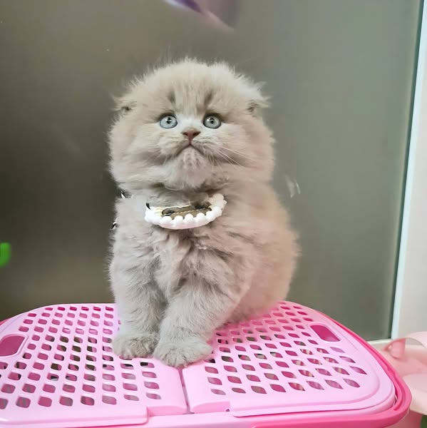 Scottish Fold Longhair