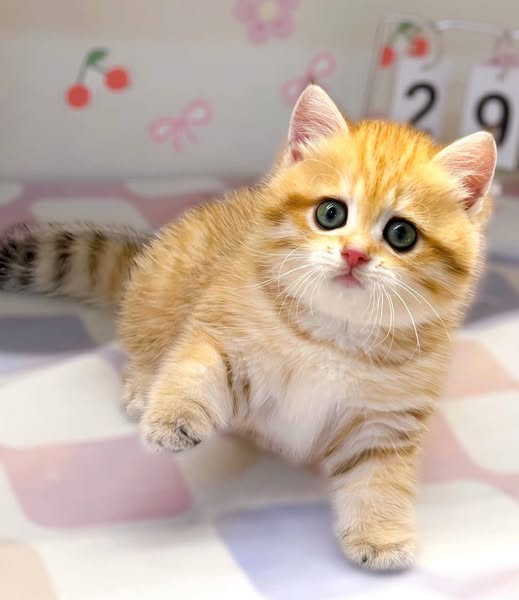 British Shorthair