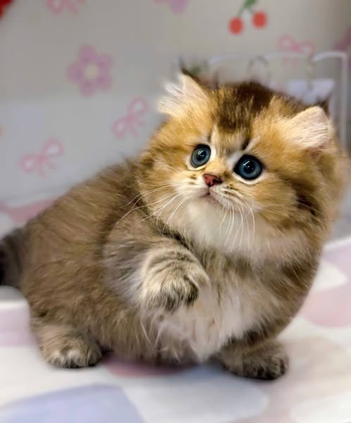 Munchkin Longhair