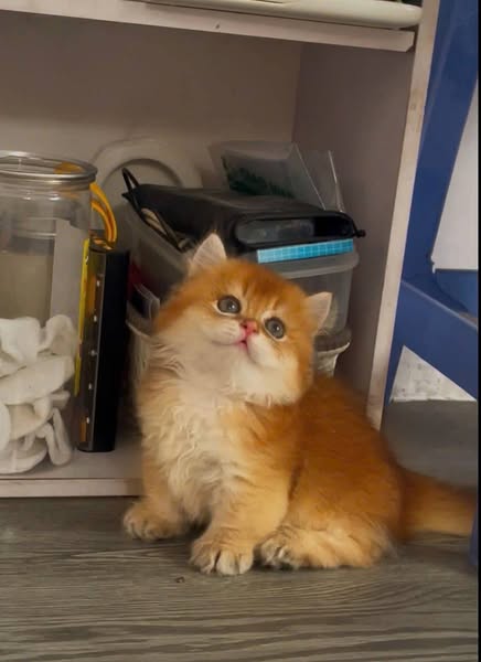 Munchkin Longhair