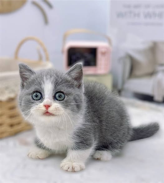 Munchkin